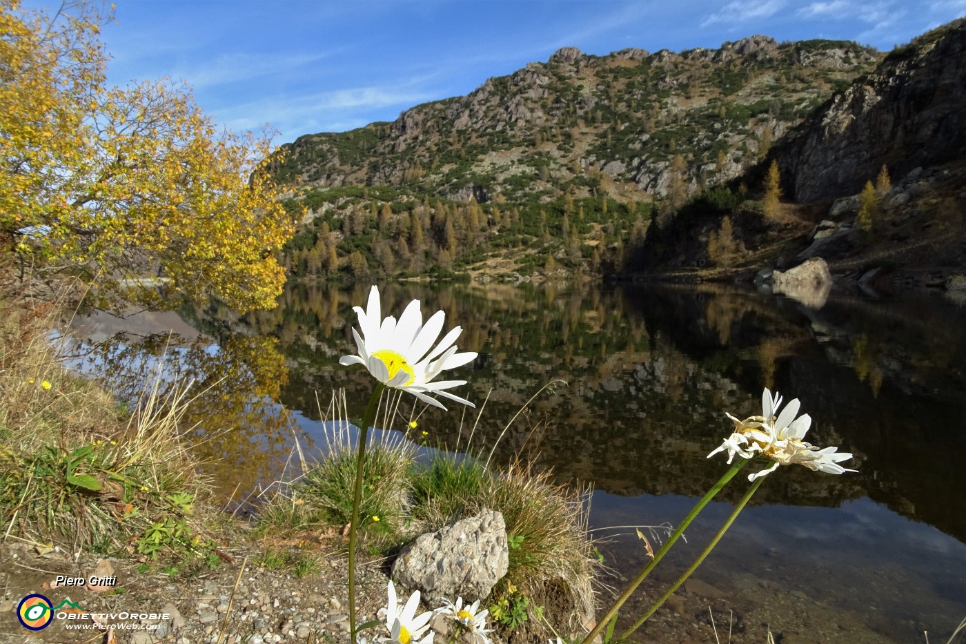 25 Lago Marcio, margherite di fine ottobre.JPG